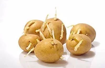 抑制土豆发芽