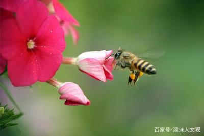 请问蜜蜂怎么写