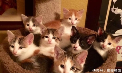 怎么给小猫喂奶粉