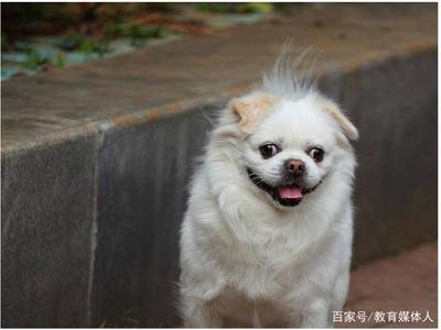 小白狗取名