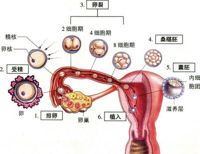 精子苦是怎么回事