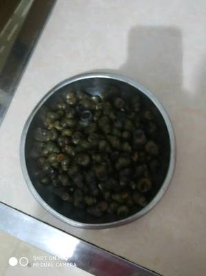 怀孕能吃石螺吗