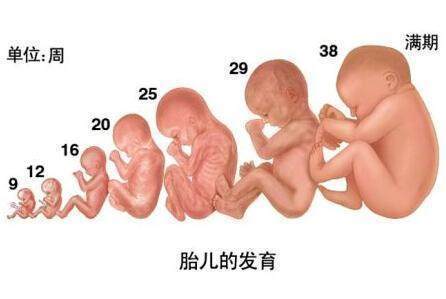 十八周胎儿发育图片