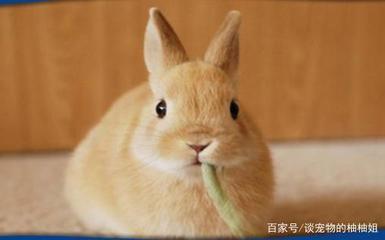 怀孕不能吃兔子吗