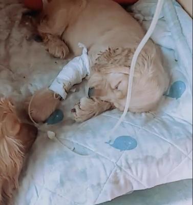 照顾幼犬太累了