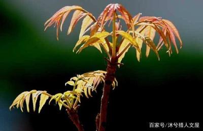 椿的寓意