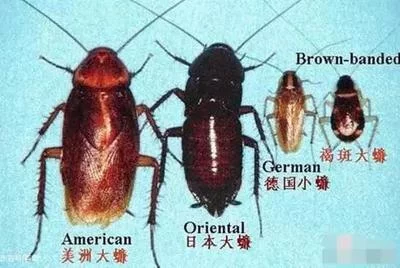北方蟑螂和南方蟑螂为什么差距这么大呀(北方蟑螂的适应策略)
