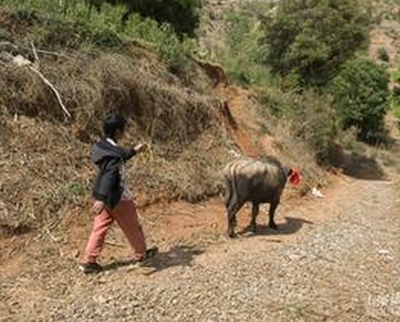周公解梦梦见藕
