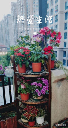 阳台放什么花好