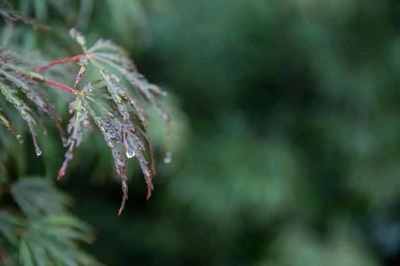 怎么形容雨的凄惨