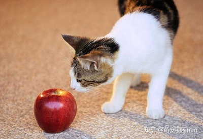 猫能吃苹果吗,猫能吃什么水果?