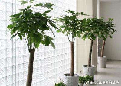 室内风水树哪种最好