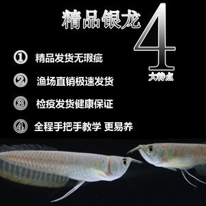 龍魚小苗多少錢，龍魚小苗價格因品種、大小、顏色和血統(tǒng)等因素而有很大的差異 龍魚百科 第2張