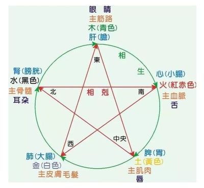 五脏的五行属性