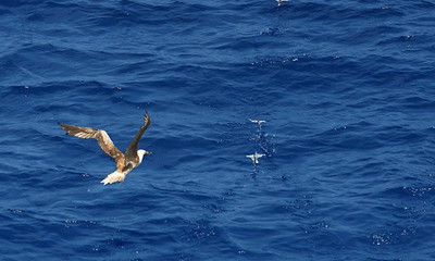 西沙群岛的海鸥怎么描写