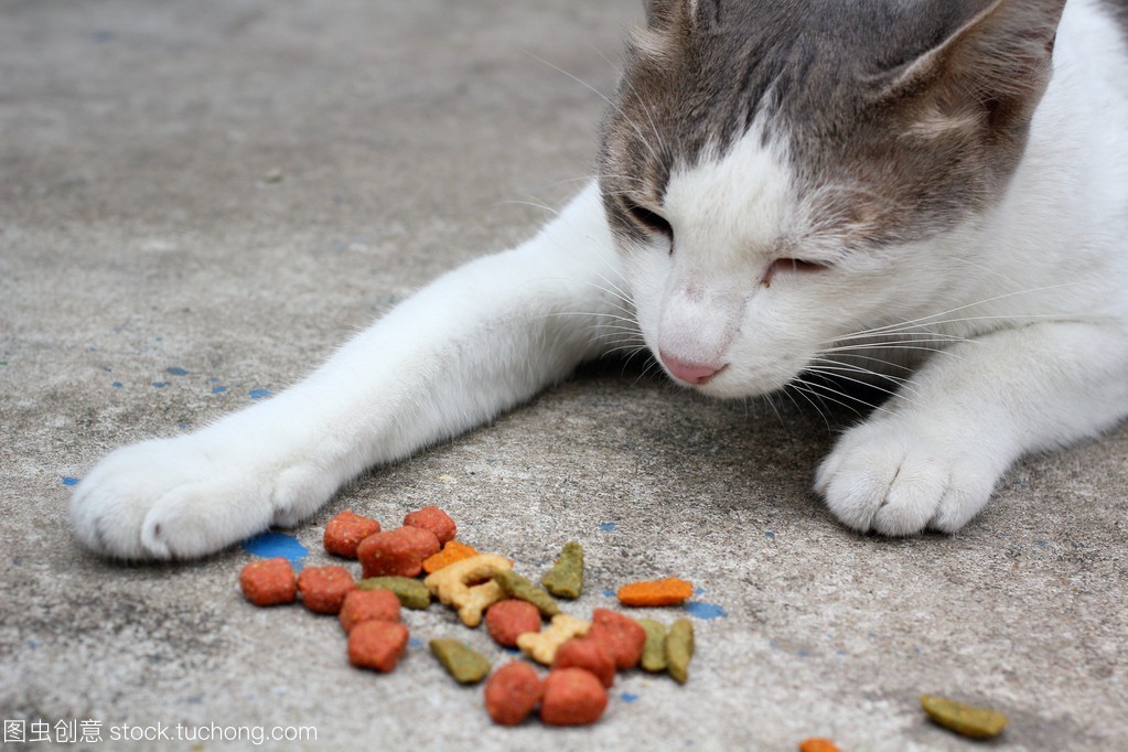 2个月的小猫吃什么