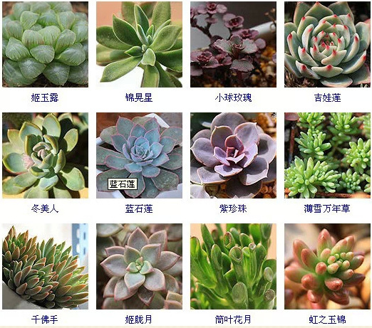 植物名字大全