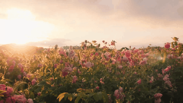 这世界开满鲜花是什么歌