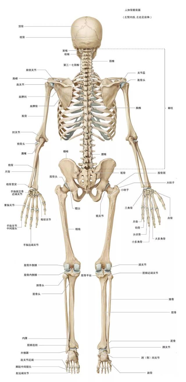 人总共有多少骨头