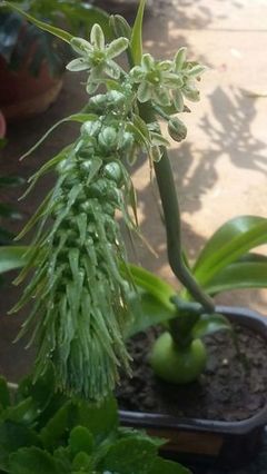 万年青的吃法