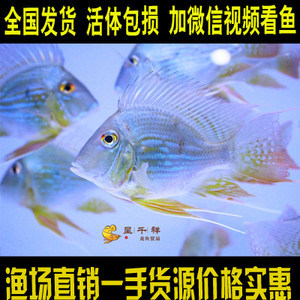 龍魚在印尼多少錢一只：印尼龍魚市場(chǎng)價(jià)格波動(dòng)