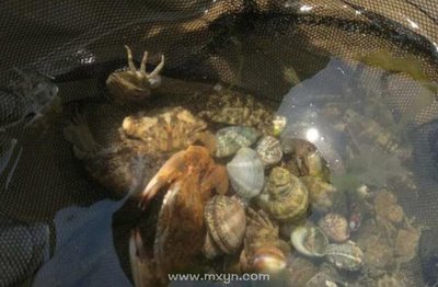 周公解梦梦见抓螃蟹