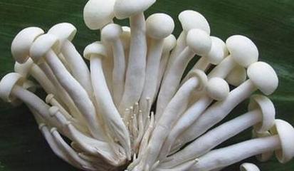 孕妇能吃海鲜菇