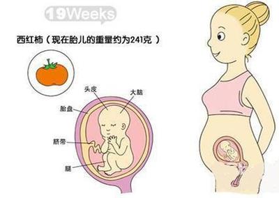 孕五个月胎儿多大