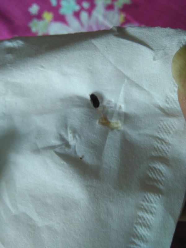 房间里很多小虫子