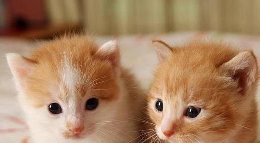 猫咪怀孕注意什么