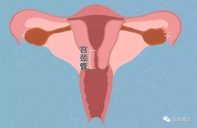 孕妇宫颈管正常是多少
