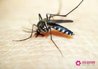 周公解梦梦见打死蚊子