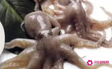 孕妇梦见八爪鱼