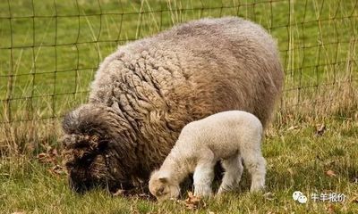 lamb和lambkin的区别