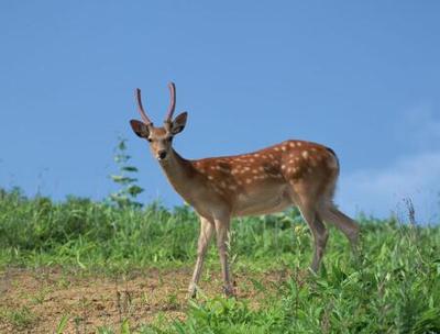 孕妇梦到鹿