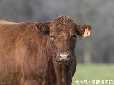 牛年是哪几年今年多大