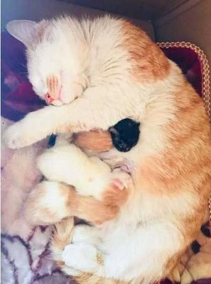 猫怀孕了