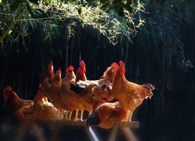 金鸡独立寓意