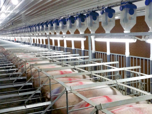 自动化养猪场设备