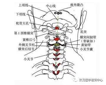 颈与项的区别