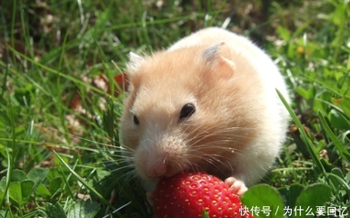 三月的鼠命运怎么样