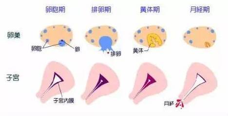 内膜增厚怎么治疗好