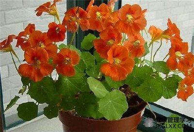 什么花在秋天容易生长?有哪些花卉适合秋季种植?