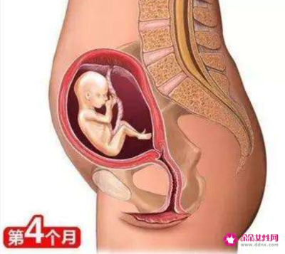 孕五个月胎儿多大