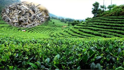 茶叶是农产品吗