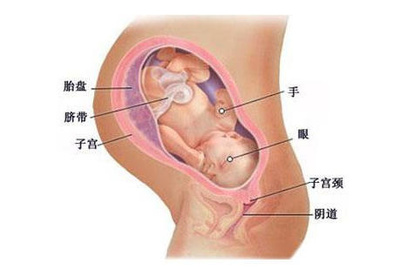 怀孕图一至十个月图片