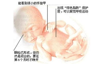 怀孕四个月宝宝多大