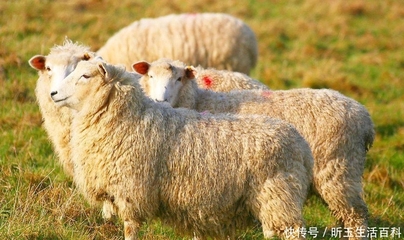 女孩子属羊为什么不好