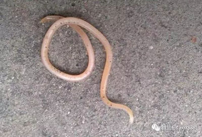 宝宝多大可以打蛔虫