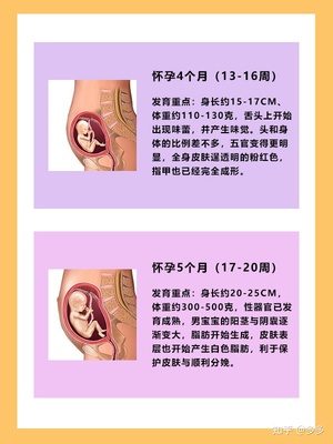 怀孕四个月胎儿稳定了吗